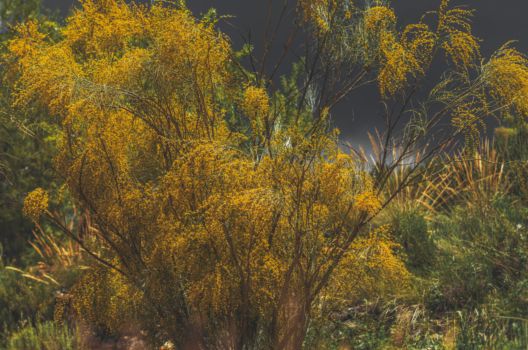Almond Avenue, impression 15